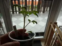 P1110649.webp