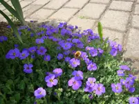 DSC02730.webp