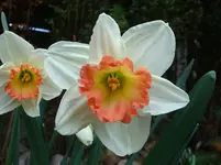 DSC02733.webp