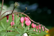 DSC_8197.webp