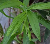 DSC_4286_Goldraute.webp