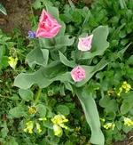 Blumen2-Tulen.webp