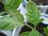 2013 033.webp