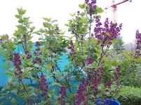 07 Flieder.webp