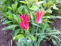 05 Tulpen.webp
