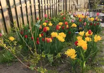 Tulpen 130429.webp