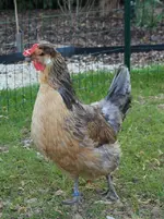 Baerbel ganz.webp