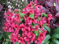 056.webp