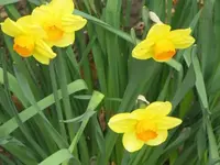051.webp
