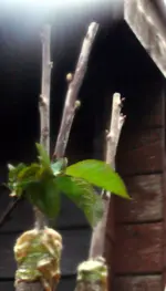 Obstbaumveredelung.webp