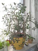 DSCN1947.webp