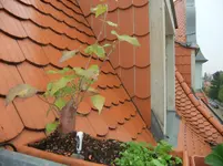 DSCF7258.webp