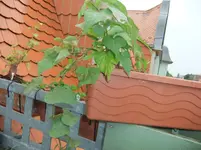DSCF7260.webp