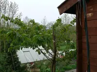 Obstbaumveredelung Kirsche.webp