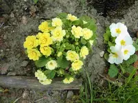 CIMG0710.webp
