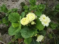 CIMG0713.webp