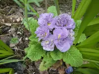 CIMG0694.webp