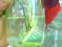 Kopfstecklinge.webp