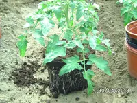 Topf.webp