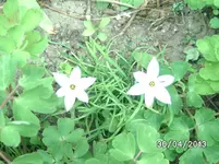 Blüten.webp