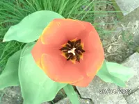 Blüten (3).webp