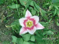 Blüten (4).webp