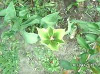 Blüten (5).webp