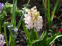 DSC00429.webp