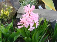 DSC00431.webp