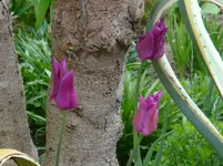 DSC00592.webp