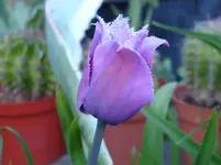 DSC00612.webp