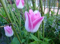 DSC00613.webp