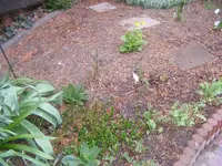 Koniferendreck.webp