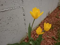 P4300483.webp