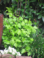 staudenclematis 30.04.13.webp