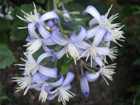 staudenclematis.webp