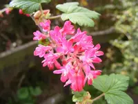Zierjohannisbeere Blüte 29.4.2013.webp