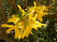 Fortythie Blüte 29.4.2013.webp