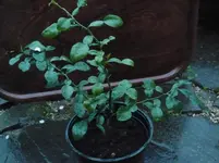 kaffirlimette (2).webp