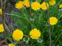 DSC00440.webp