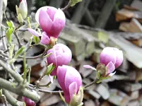 DSC00372.webp