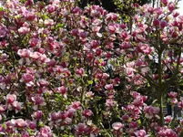 DSC00402.webp
