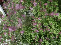 DSC00441.webp