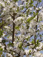Blutpflaume_4551.webp