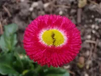 Belis_4652.webp