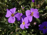 Blaukissen_4292.webp