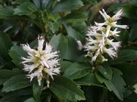 Dickmännchen_4720.webp