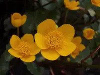 Dotterblume_4437.webp