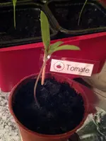 tomate.webp