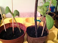 zucchinihokkaido.webp